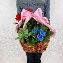 Комнатные цветы в корзинке в подарок